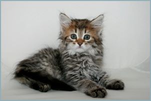 Male Siberian Kitten from Deedlebug Siberians